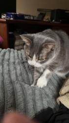 Lost Female Cat last seen Rossland and harwood, Ajax, ON L1Z 1J5