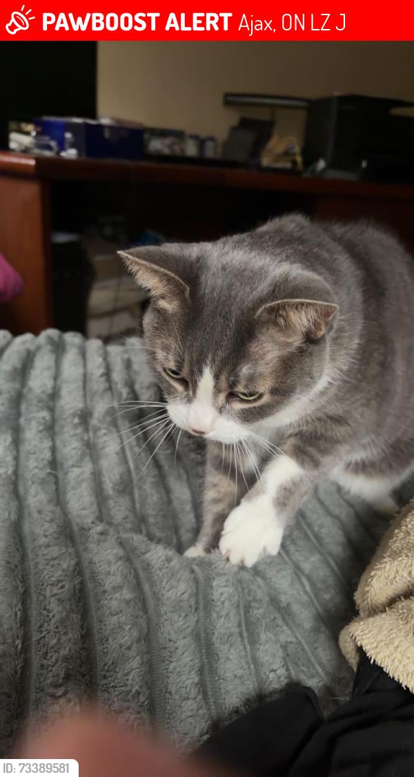 Lost Female Cat last seen Rossland and harwood, Ajax, ON L1Z 1J5