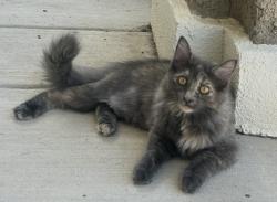 Lost Female Cat last seen Near Building 41, Aubrey, TX 76227