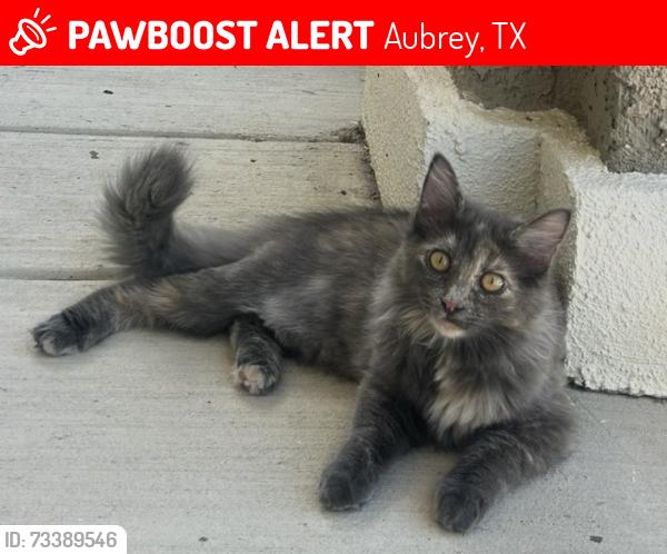 Lost Female Cat last seen Near Building 41, Aubrey, TX 76227