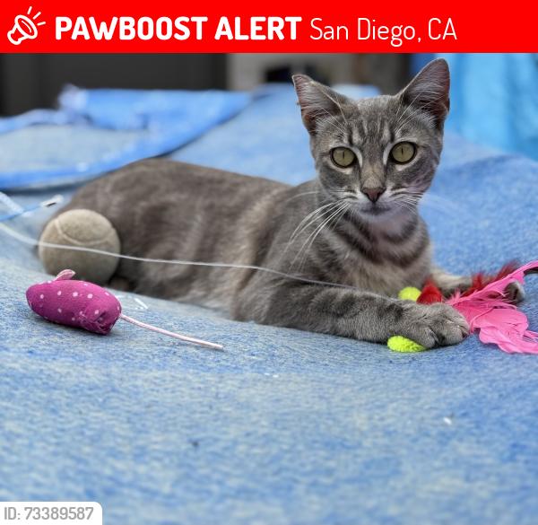Lost Female Cat last seen Capricorn Way, San Diego, CA 92126