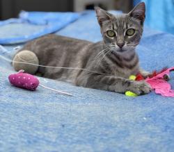 Lost Female Cat last seen Capricorn Way, San Diego, CA 92126