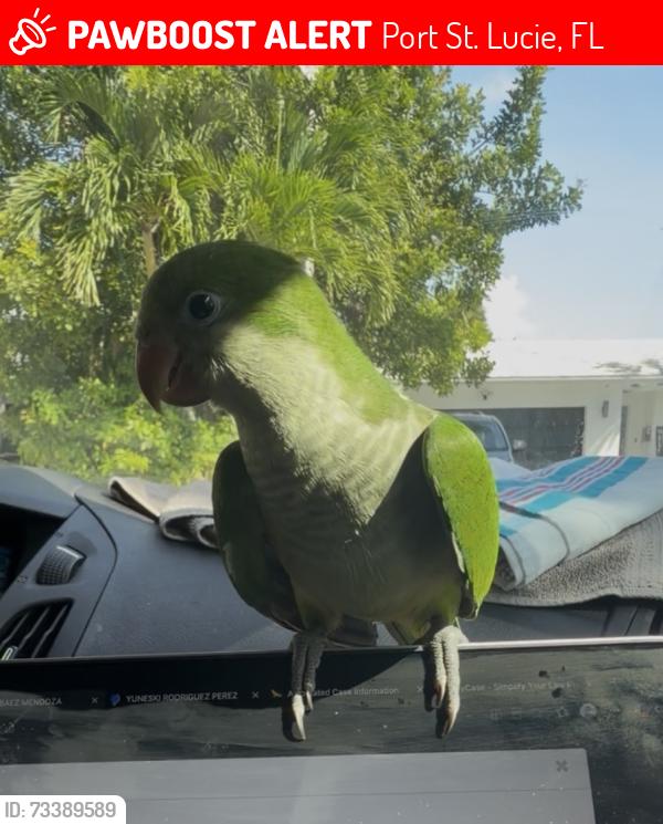 Lost Unknown Bird last seen Sw Bayshore blvd, Port St. Lucie, FL 34984