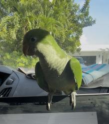 Lost Unknown Bird last seen Sw Bayshore blvd, Port St. Lucie, FL 34984