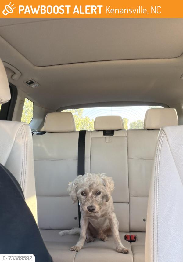 Found/Stray Male Dog last seen court hse, Kenansville, NC 28349