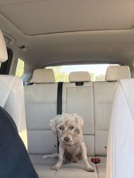Found/Stray Male Dog last seen court hse, Kenansville, NC 28349