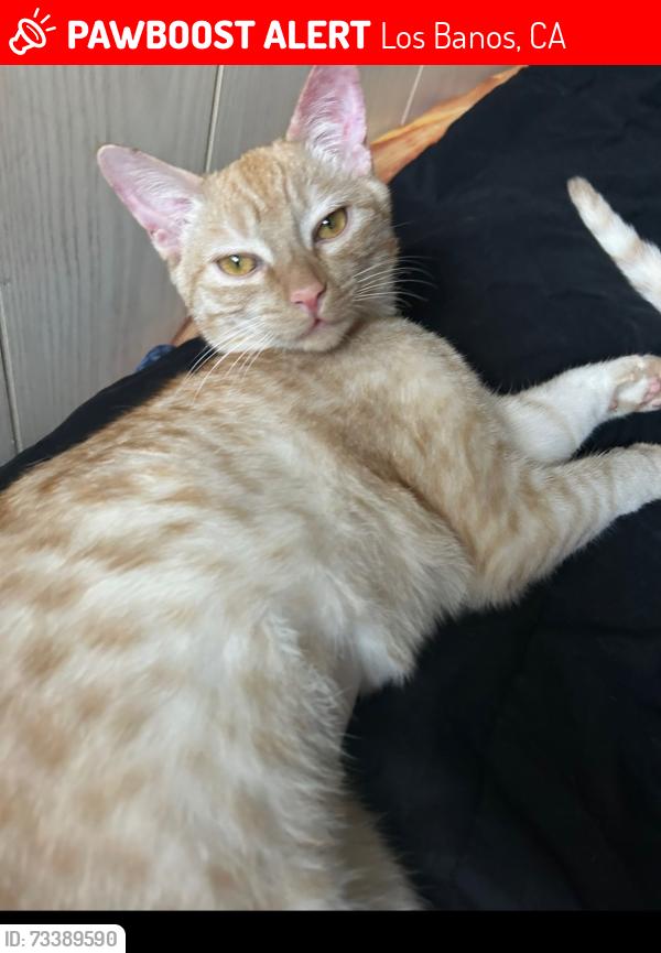 Lost Female Cat last seen Wilmott Street, Los Banos, CA 93635