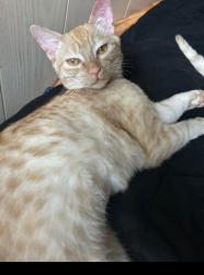 Lost Female Cat last seen Wilmott Street, Los Banos, CA 93635