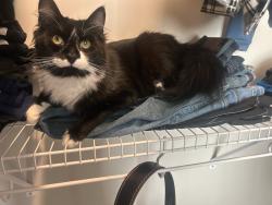 Lost Male Cat last seen Jollay St cul de sac, Durham, NC 27703