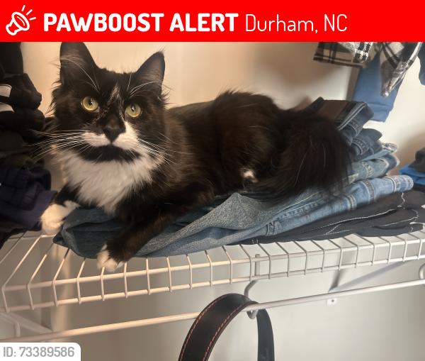 Lost Male Cat last seen Jollay St cul de sac, Durham, NC 27703