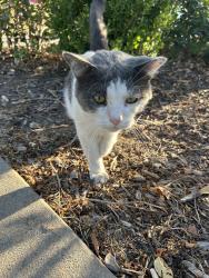 Found/Stray Male Cat last seen Marion Dr / Park Ave, Garland, TX 75042