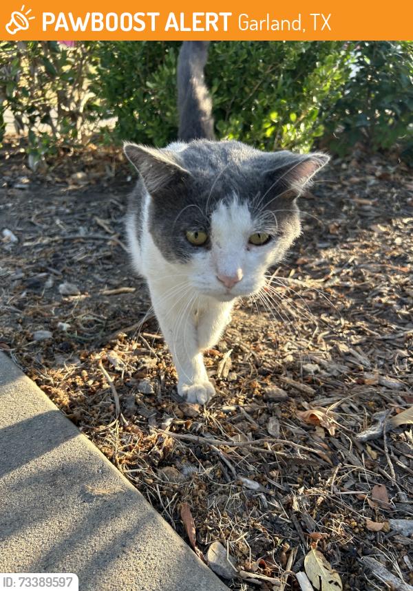 Found/Stray Male Cat last seen Marion Dr / Park Ave, Garland, TX 75042
