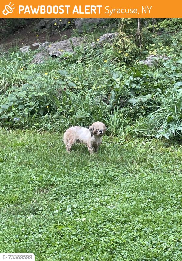Found/Stray Unknown Dog last seen parkside ave + onondaga park drive, Syracuse, NY 13207