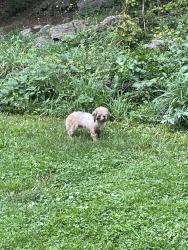 Found/Stray Unknown Dog last seen parkside ave + onondaga park drive, Syracuse, NY 13207