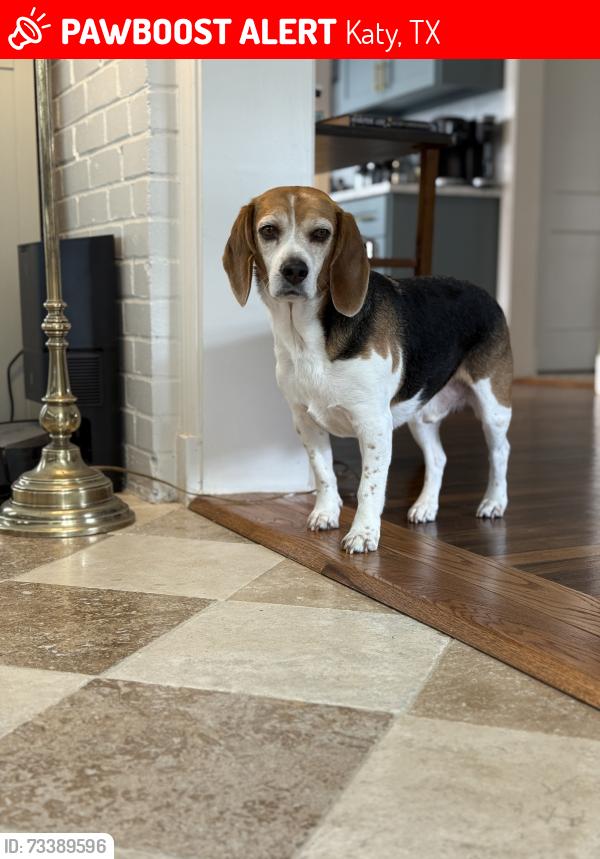 Lost Male Dog last seen Colonial Elm Dr and Maple Ace Dr, Katy, TX 77493