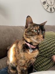 Lost Female Cat last seen Hastings ct, Wilmington, NC 28411