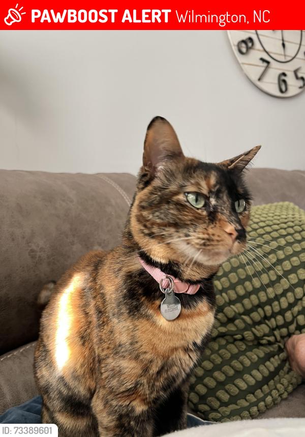 Lost Female Cat last seen Hastings ct, Wilmington, NC 28411