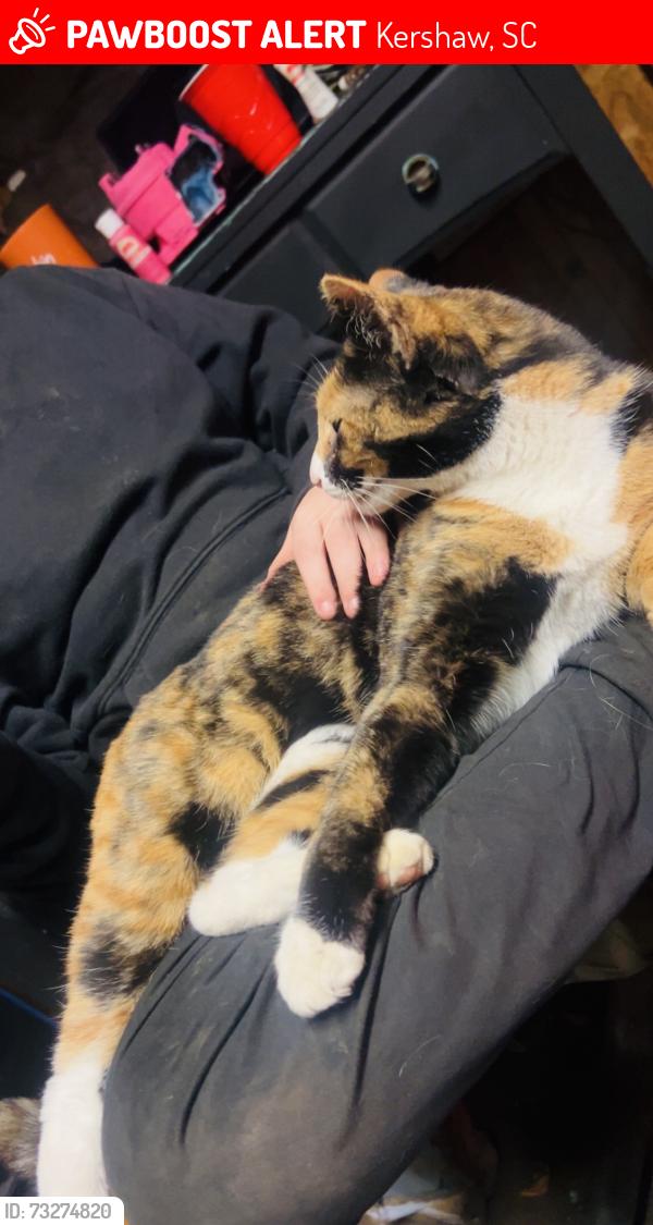 Lost Female Cat last seen Small’s on N Matson St in Kershaw SC, Kershaw, SC 29067