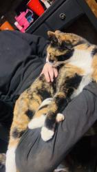 Lost Female Cat last seen Small’s on N Matson St in Kershaw SC, Kershaw, SC 29067