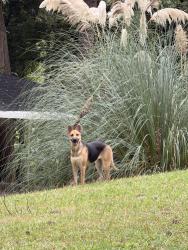 Found/Stray Unknown Dog last seen Shoal creek park, Decatur, GA 30032