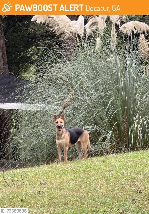 Found/Stray Unknown Dog last seen Shoal creek park, Decatur, GA 30032