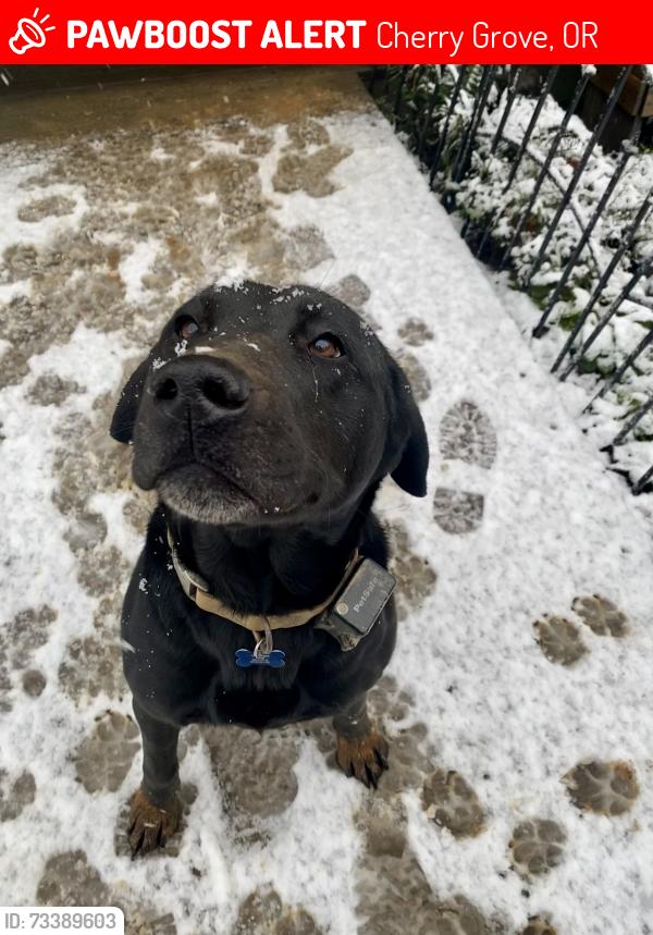 Lost Male Dog last seen Oak St in Gaston, Cherry Grove, OR 97119