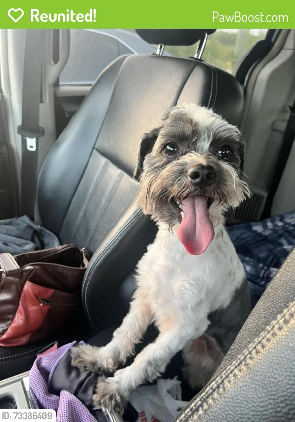 Reunited Male Dog last seen Holly Rd & Silver Sands St, Corpus Christi, TX 78413