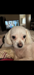 Lost Female Dog last seen Westwood, Vienna, VA 22180