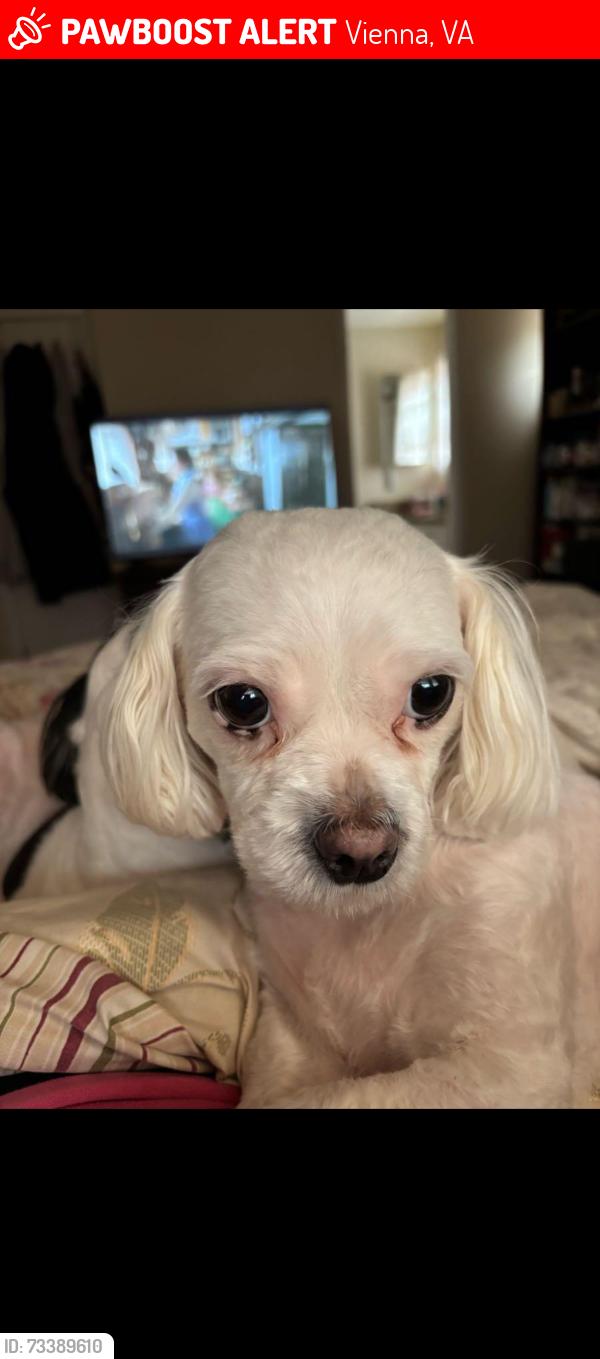 Lost Female Dog last seen Westwood, Vienna, VA 22180