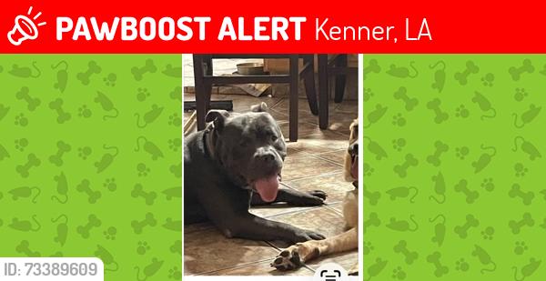 Lost Male Dog last seen Jefferson Hwy & Williams Blvd, Kenner, LA 70062