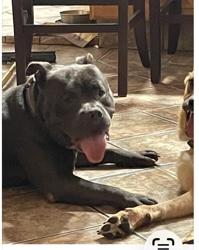 Lost Male Dog last seen Jefferson Hwy & Williams Blvd, Kenner, LA 70062