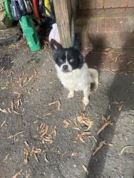 Found/Stray Female Dog last seen Circle drive, Monroe, NC 28112