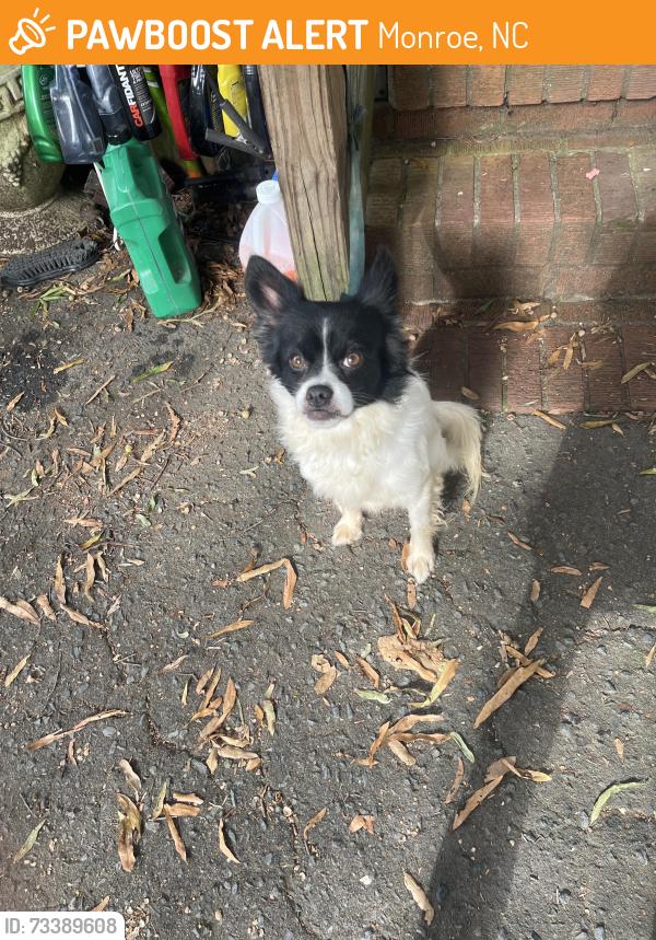 Found/Stray Female Dog last seen Circle drive, Monroe, NC 28112
