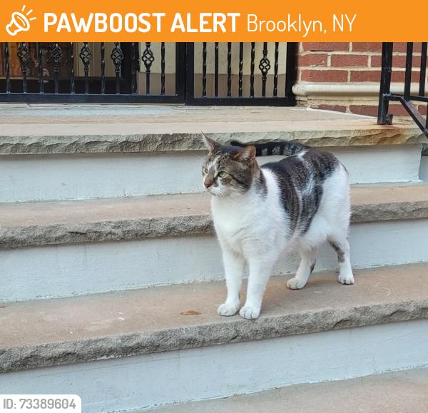 Found/Stray Unknown Cat last seen Douglass Street & 5th Avenue, near The Beer Garage, Brooklyn, NY 11217