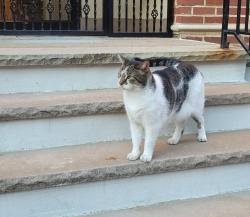 Found/Stray Unknown Cat last seen Douglass Street & 5th Avenue, near The Beer Garage, Brooklyn, NY 11217