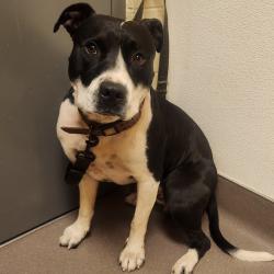 Shelter Stray Male Dog last seen , 3428 S Jenkins Ave, Norman, OK 73072, USA