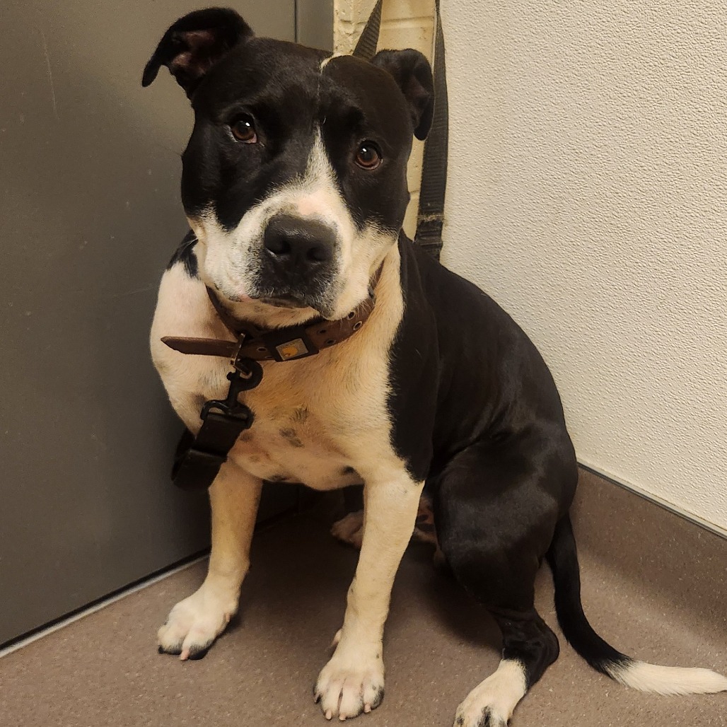 Shelter Stray Male Dog last seen , 3428 S Jenkins Ave, Norman, OK 73072, USA