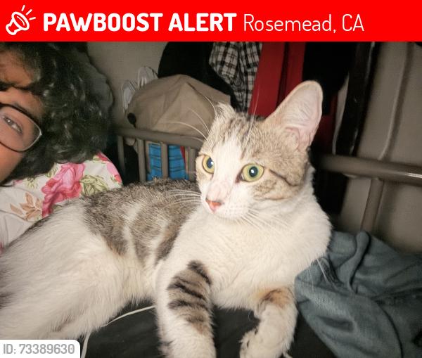 Lost Male Cat last seen Garvey Ave, Rosemead, CA 91770