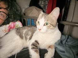 Lost Male Cat last seen Garvey Ave, Rosemead, CA 91770