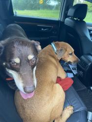 Found/Stray Unknown Dog last seen Vienna Dozier, Pfafftown, NC 27040