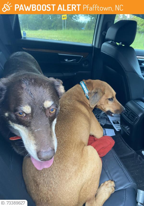 Found/Stray Unknown Dog last seen Vienna Dozier, Pfafftown, NC 27040