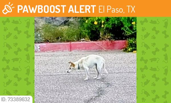 Found/Stray Unknown Dog last seen Tierra Cortez and Joe Battle, El Paso, TX 79938