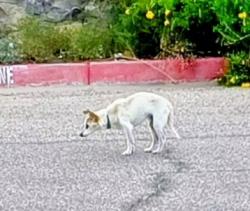 Found/Stray Unknown Dog last seen Tierra Cortez and Joe Battle, El Paso, TX 79938