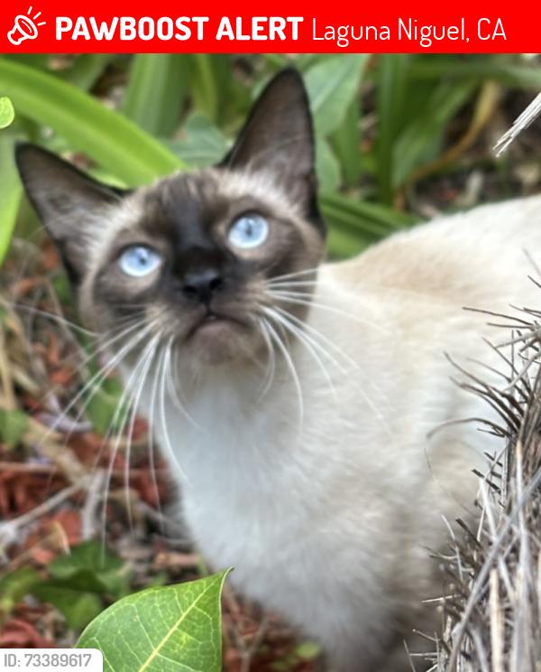 Lost Female Cat last seen Hidden Hills rd and Monticello, Laguna Niguel, CA 92677