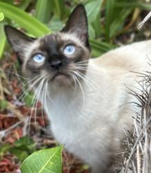 Lost Female Cat last seen Hidden Hills rd and Monticello, Laguna Niguel, CA 92677