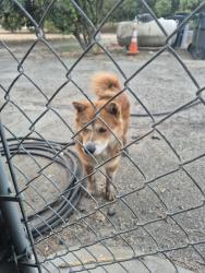 Found/Stray Male Dog last seen Hatch, Hughson, CA 95326
