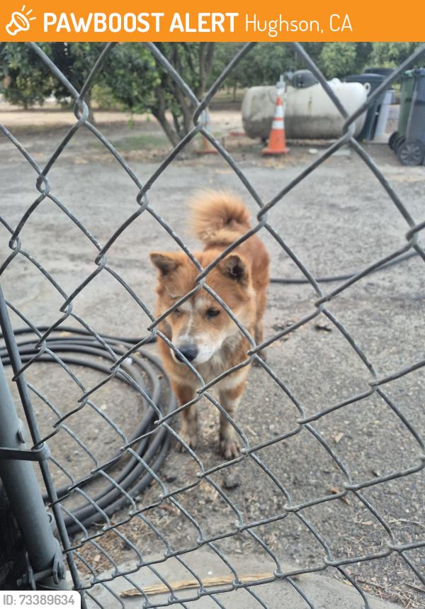 Found/Stray Male Dog last seen Hatch, Hughson, CA 95326