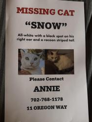 Lost Male Cat last seen Victory and water at, Henderson, NV 89015