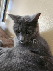 Lost Female Cat last seen Across from NE animal hosp. Behind, Las Vegas, NV 89115