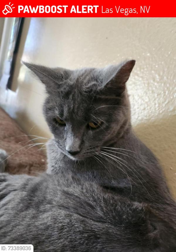 Lost Female Cat last seen Across from NE animal hosp. Behind, Las Vegas, NV 89115